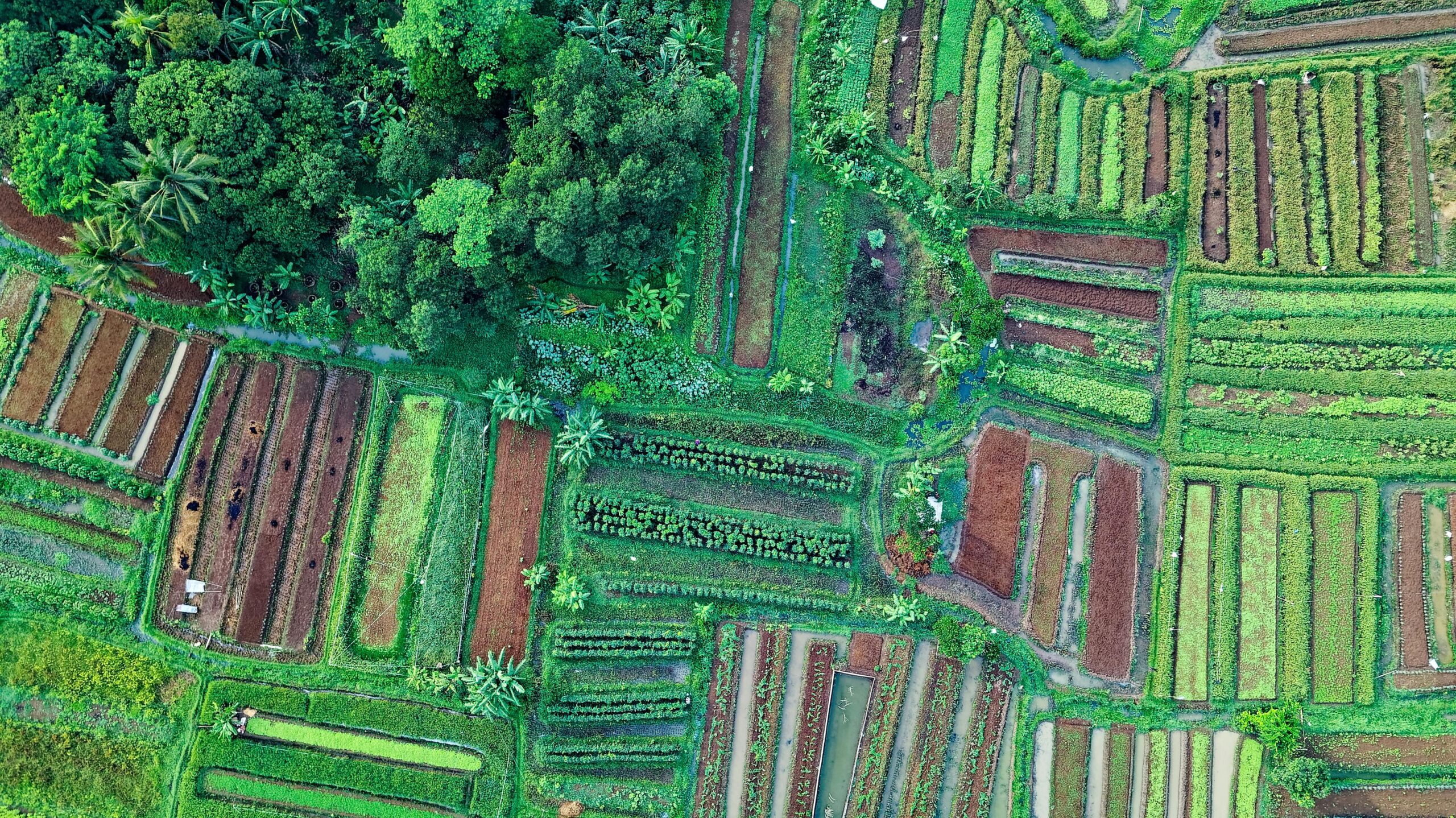 Crop Monitoring